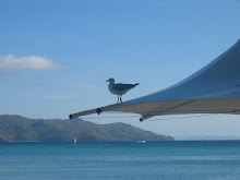 Silver gull