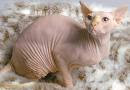 A Picture of Peach Colored Hairless Cat A Picture of Peach Colored Hairless Cat