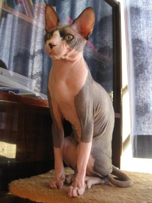 Hairless Cats Image Hairless Cats Image
