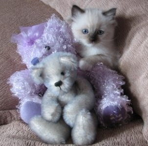 A silver and blue bear with ragdoll kitten A silver and blue bear with ragdoll kitten