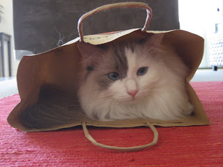 white bicolor ragdoll cat in a paper bag white bicolor ragdoll cat in a paper bag