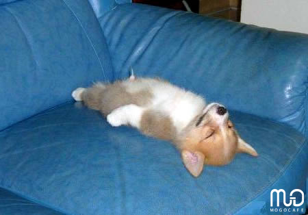 [cute_dongvatngu-sleepinganimal20_mogocafe.jpg]