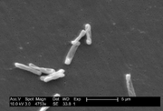 [180px-Clostridium_difficile_EM.png]