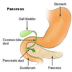 [250px-Illu_pancrease.jpg]