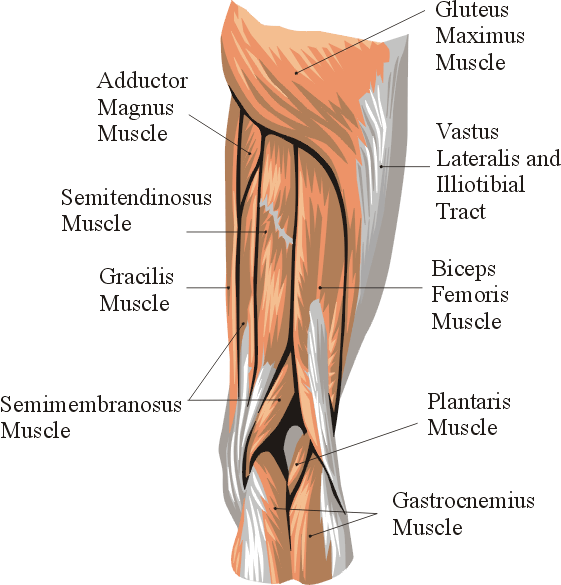 Thigh Ligament