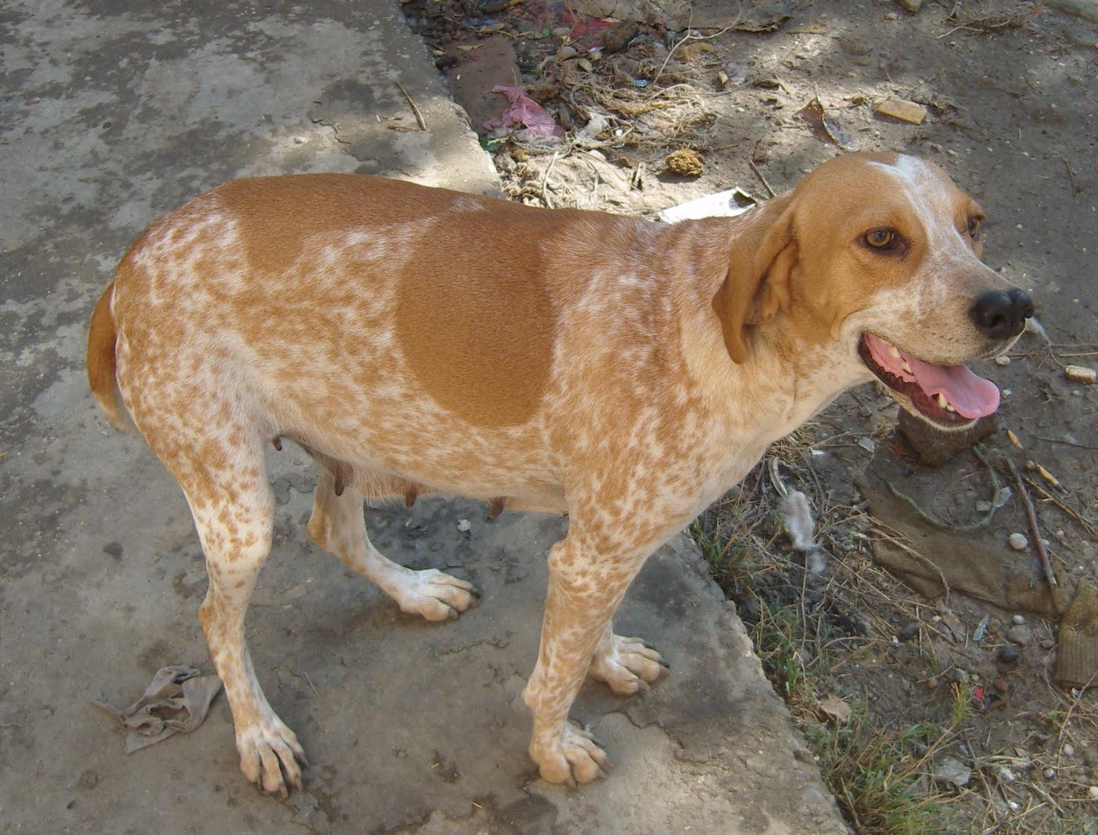 satılık drahthaar av köpeği yavruları ilanları