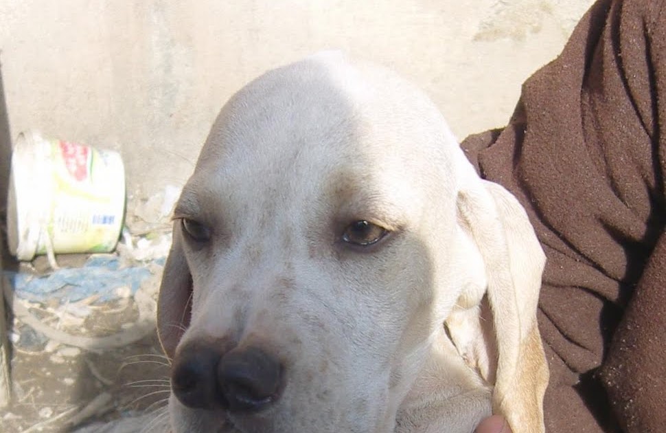 TARSUS ÇATALBURUN AV KÖPEĞİ YAVRUSU, AV KÖPEKLERİ, EĞİTİMİ, SATILIK