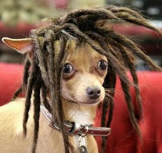 cabelo_irado_1.jpg