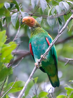 Binatang-binatang Menakjubkan Asal Hutan Amazon New+species+-+sebuah+catatan+%283%29