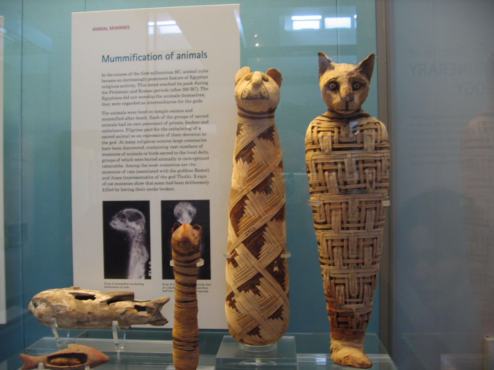 Zeytinağacı Londra �da Olmak Ya Da Olmamak!