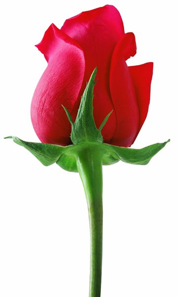 [Rose.jpg]
