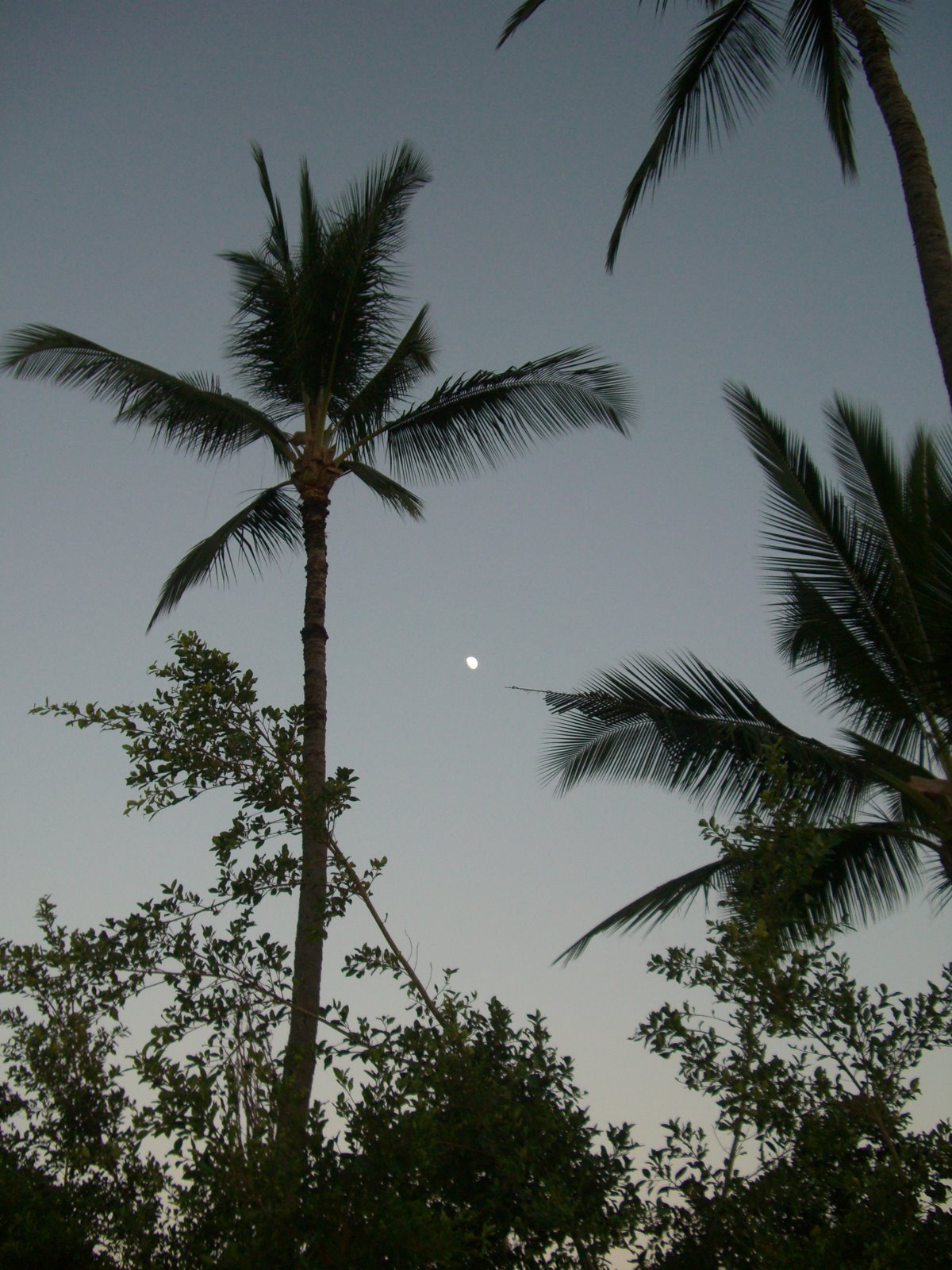 [Moon+&+Palms.jpg]