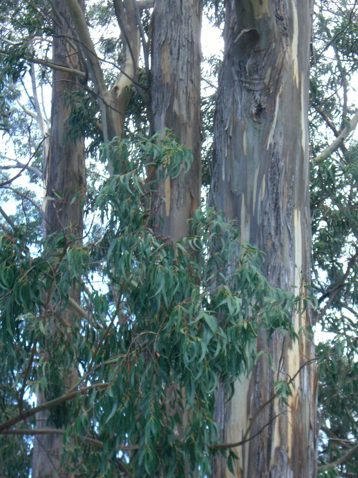 [Eucalyptus.jpg]