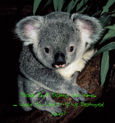 Australian Koala Foundation - Check It Out.