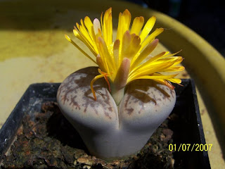 cacto cacto