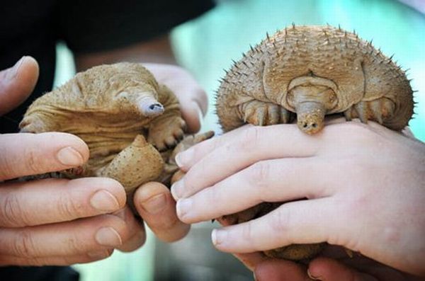 Bald Anteater
