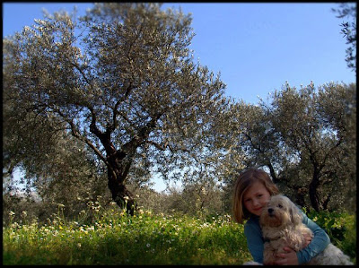 It was a massive olive grove