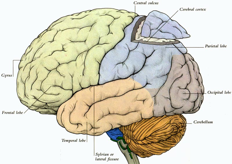 [the+Outer+Human+Brain.jpg]