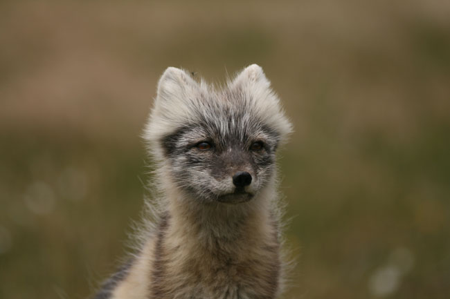 [02-arctic-fox.jpg]