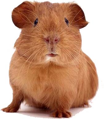 Pictures Baby Pigs on Some Horror That Baby Guinea Pig Is Not Just Fat It S Pregnant