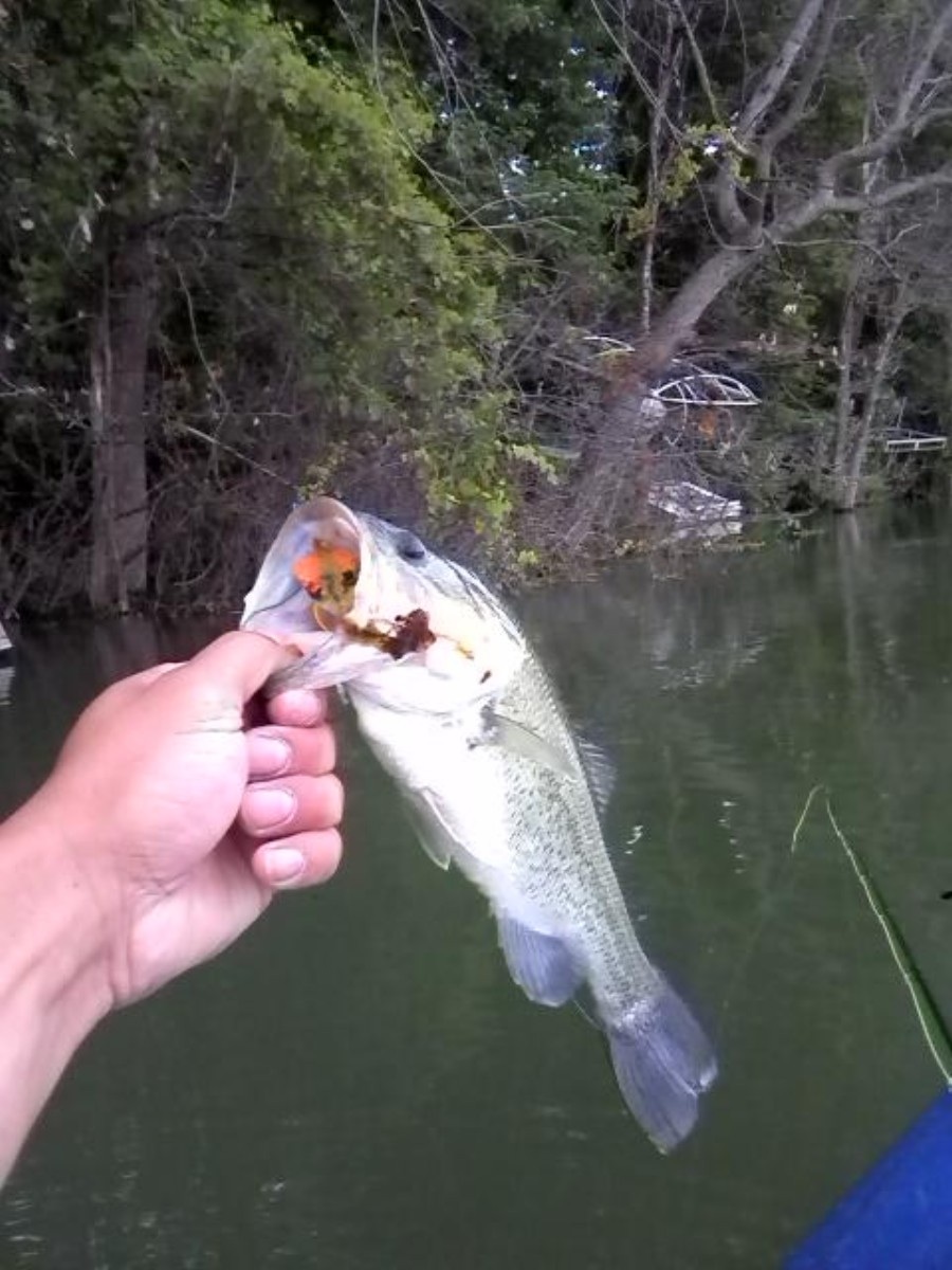 Fly Fishing the Driftless Area of SW Wisconsin May 2010