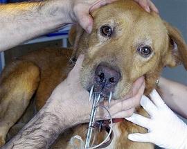 Por que siempre el maldito ser humano ??