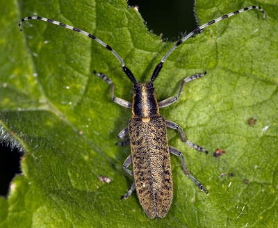 Agapanthia villosoviridescens