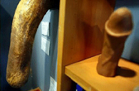 Museu Falológico: O Museu do Pénis