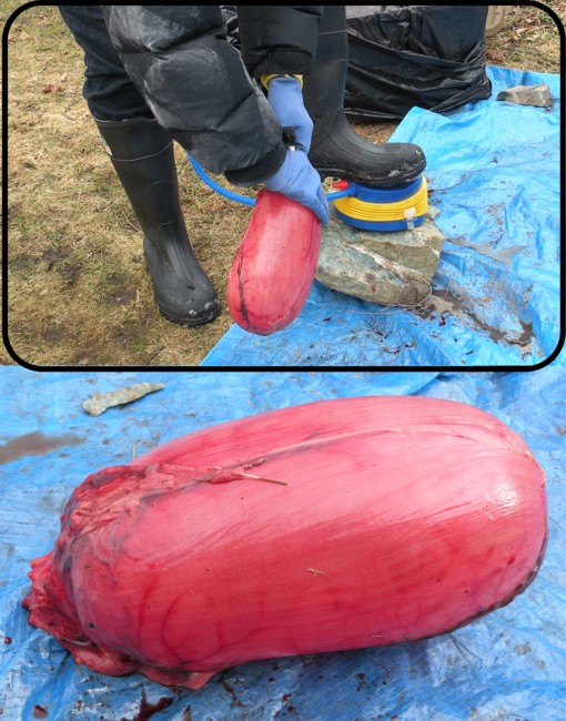 [seal bladder.jpg]
