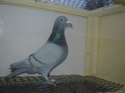 Koleksi Gambar Burung Merpati Pos | Koleksi Foto dan Ga