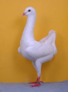 Koleksi Gambar Burung Merpati Hias