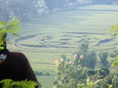 Gambar Foto Crop Circle UFO Sleman Jogja
