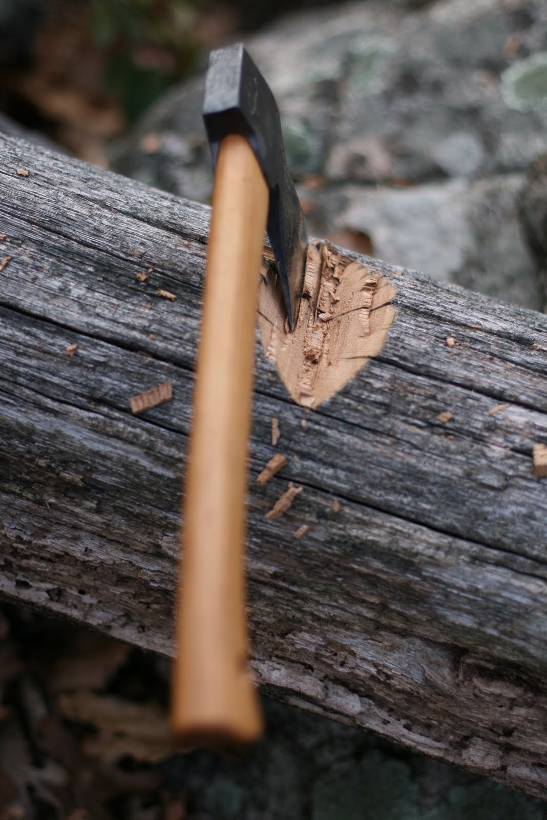 Wood Trekker Chopping Down a Big Tree With a Small Axe