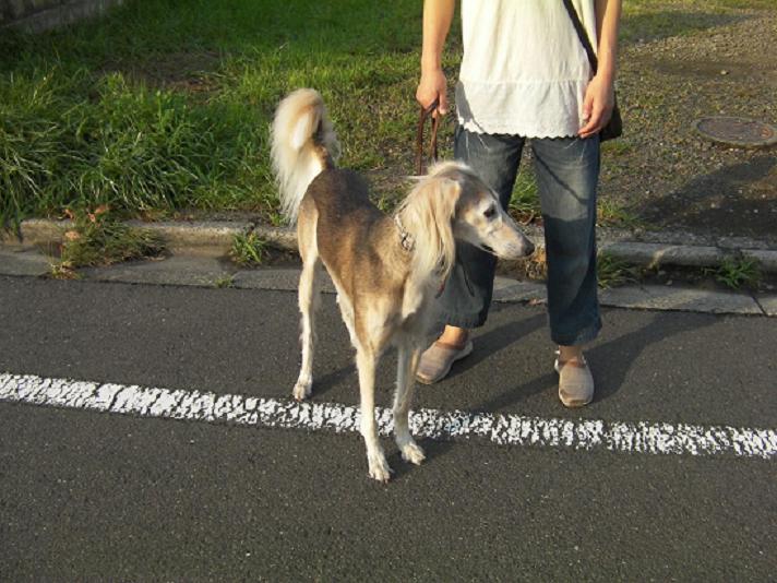 柴犬ク との癒しの生活 中東の古代犬との出会い