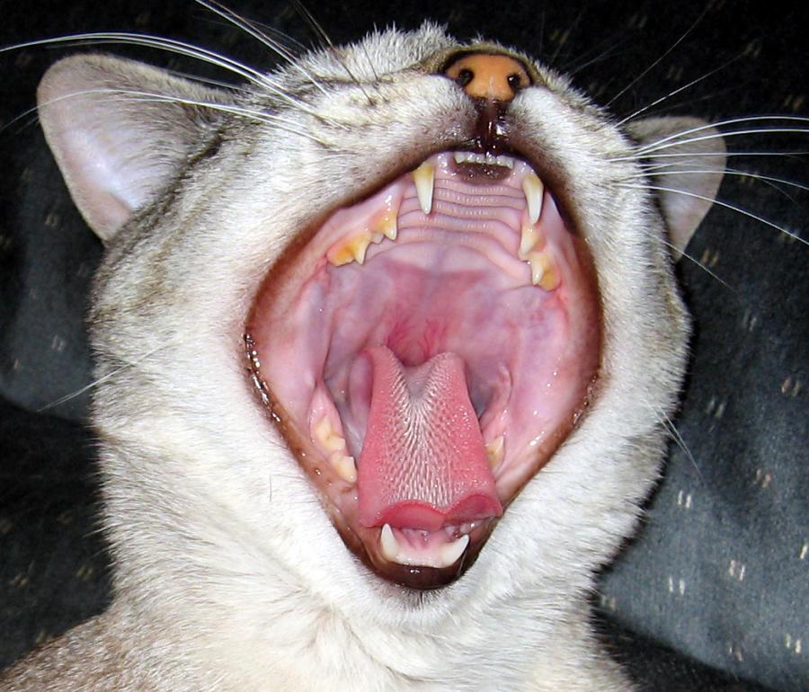 Flesh Eating Worms In Cats Flesh Eating Worms In Cats