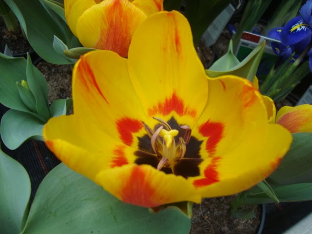 [Feb.15-17,2010.winter.flowerstoom.sony486.JPG]