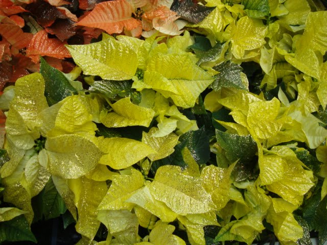 [Oct.31,2009-sony.tombaumrkt.hhnfls003.JPG]