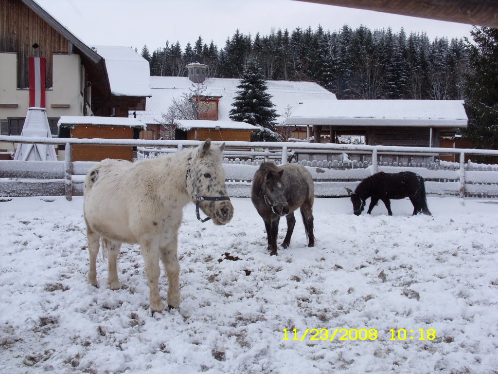 [Nov.23,2008austria-smsng111.JPG]