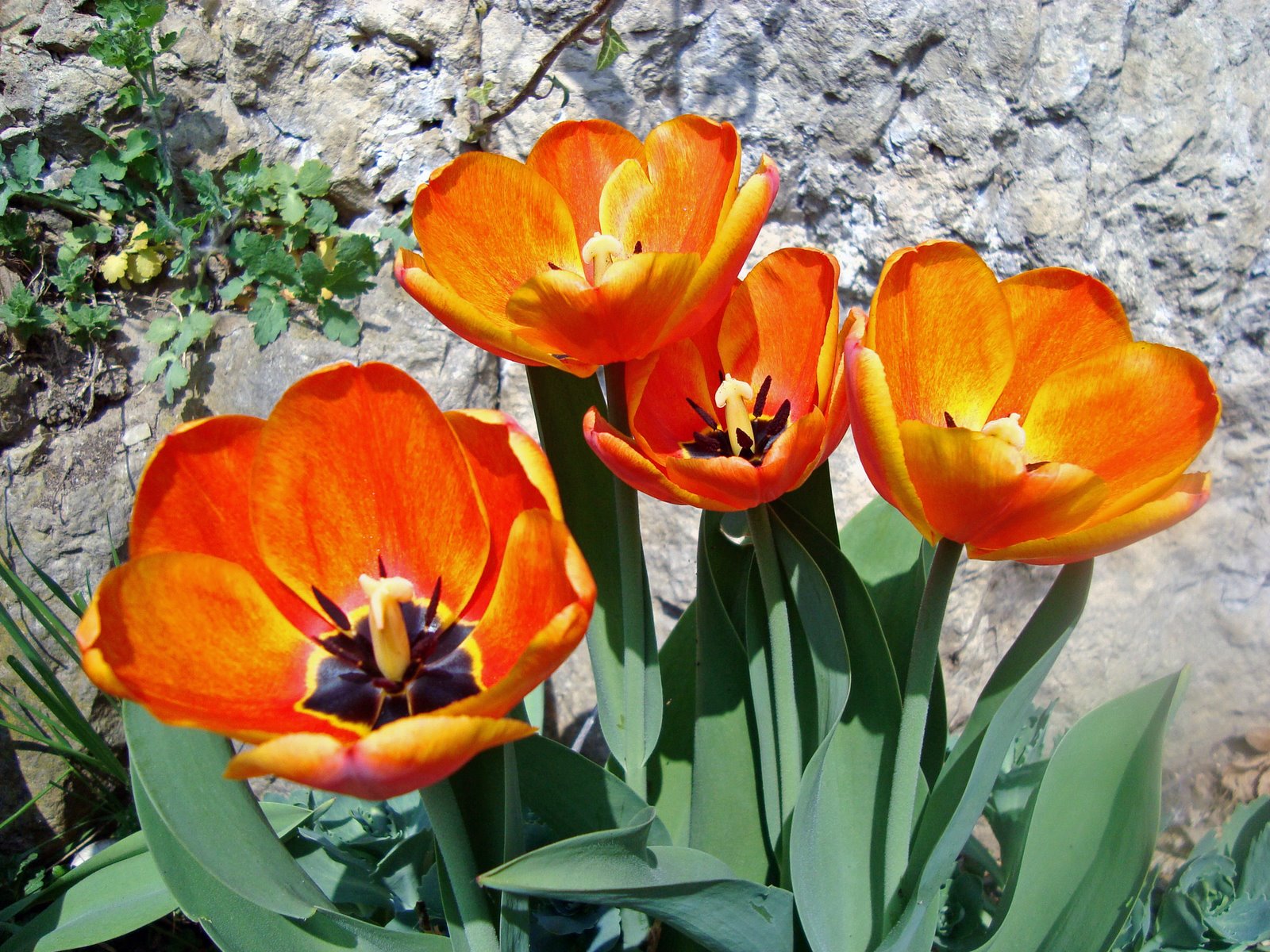 [April+13-14,2009flowers-sony094_edited.JPG]