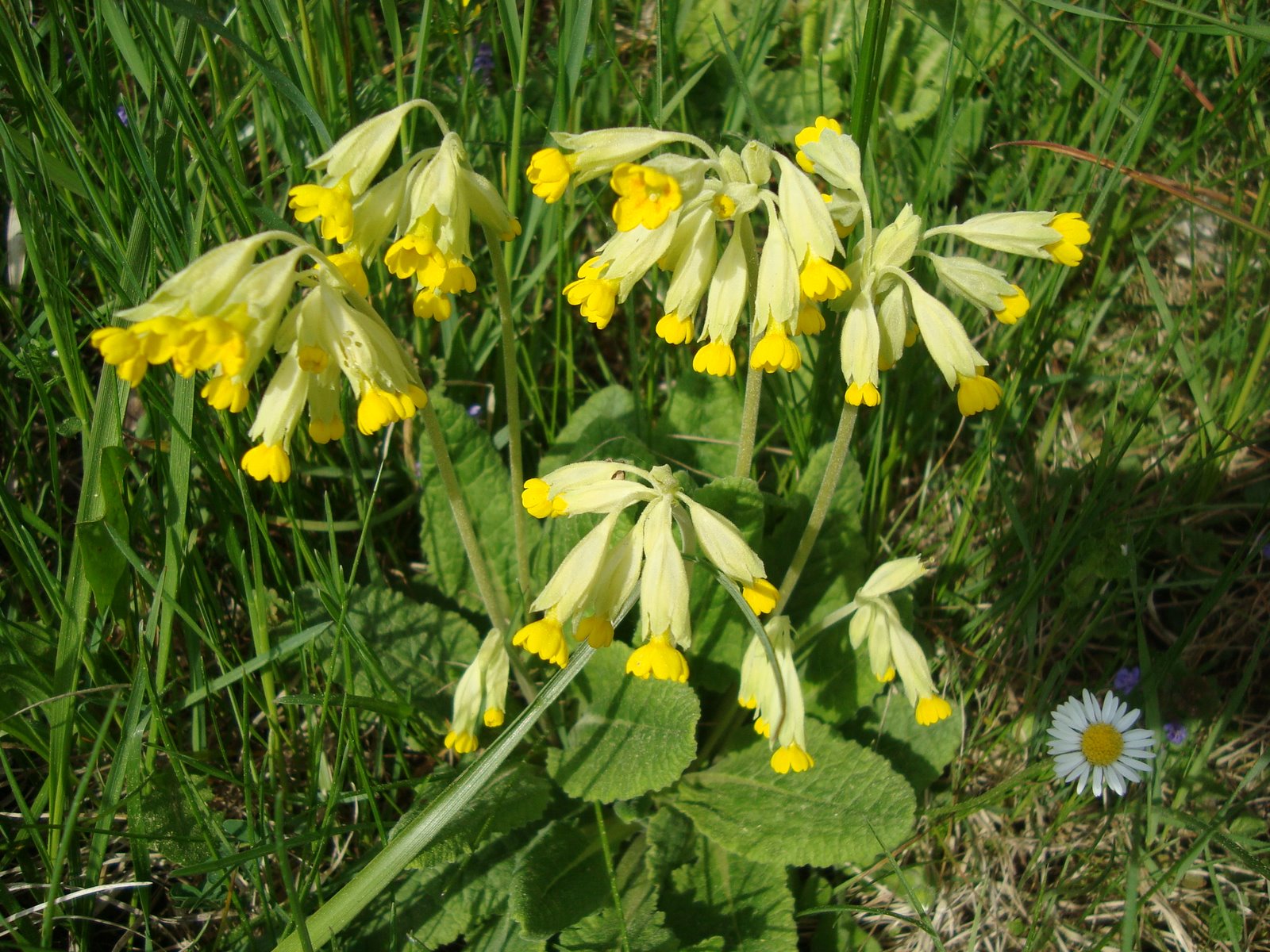 [April26,2009-sony-hhnfels054.JPG]