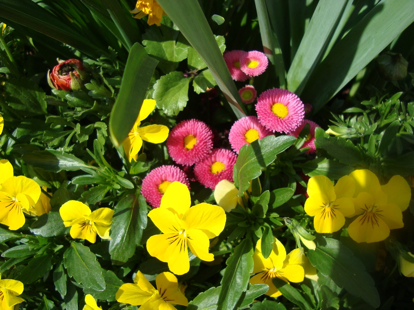 [April15,2009-burglnfld.flowers-sony372.JPG]