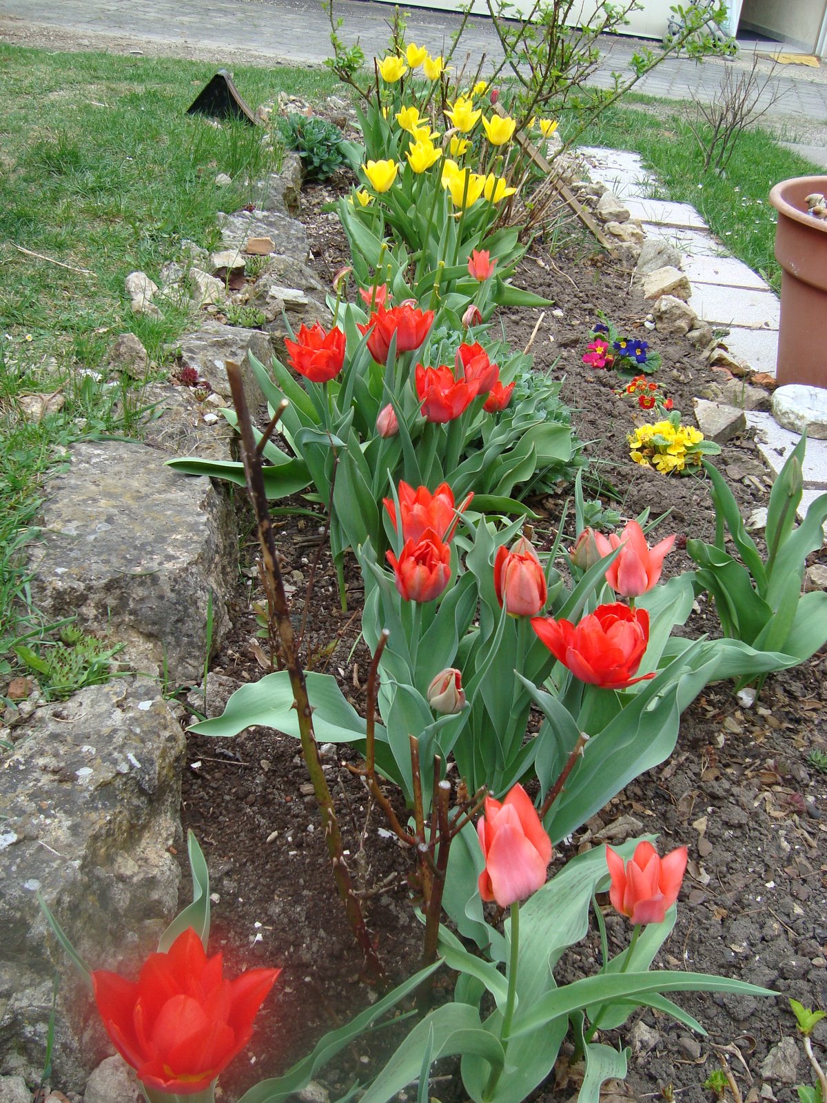 [April16-17,2009-flowers-sony017.JPG]