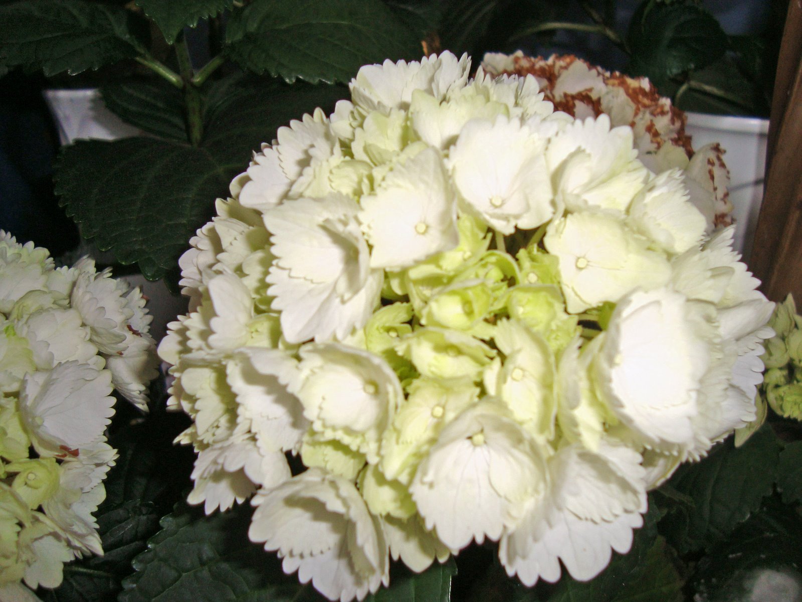 [May8,2009hhnfels039_edited.JPG]