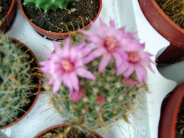 [June12,2009-neumarkt.obi-sony499_edited.JPG]