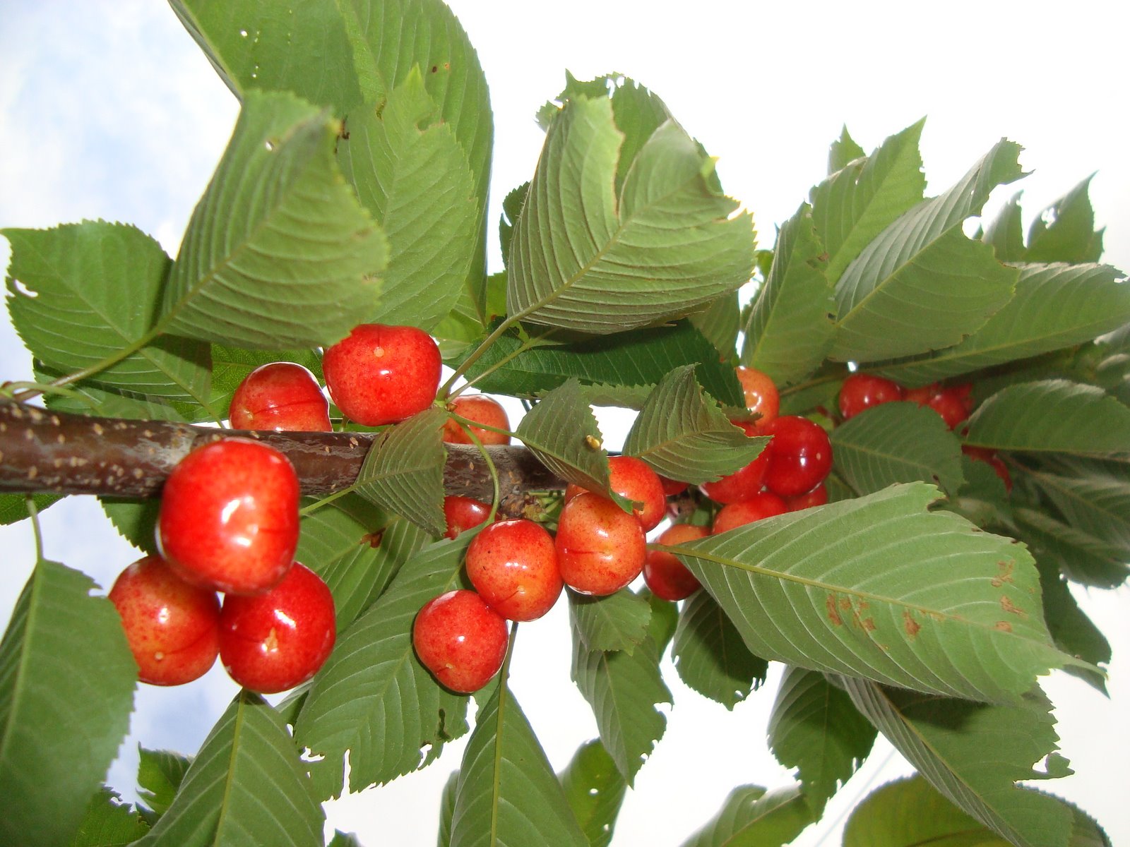 [June23-26,2009-flowrs.sony111.JPG]