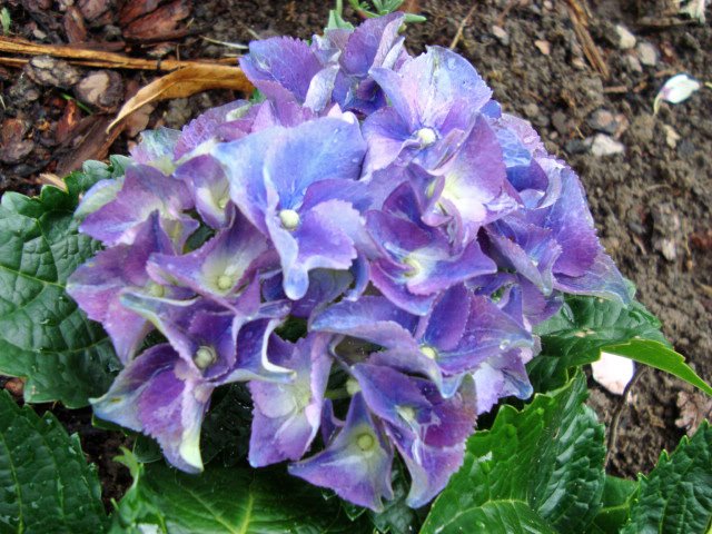 [Copy+of+July7-9,2009-berching.sony150_edited.JPG]