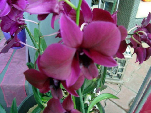 [Aug.2-9,2009-neumarkt.volkfest588_edited.JPG]