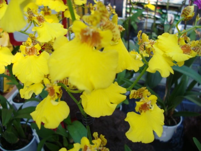 [Aug.2-9,2009-neumarkt.volkfest614.JPG]