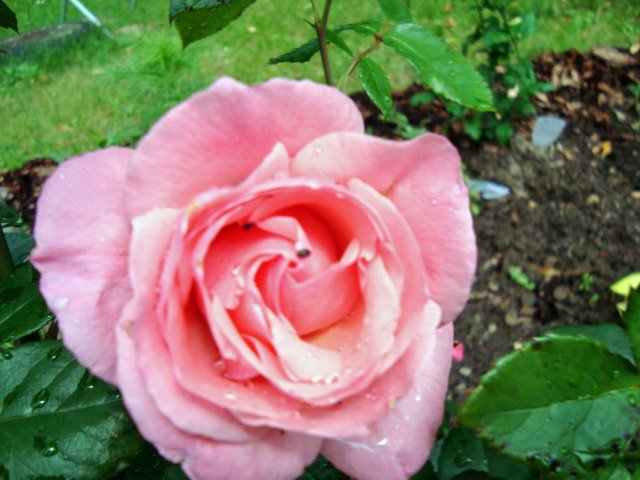 [Copy+of+July7-9,2009-berching.sony138_edited.JPG]