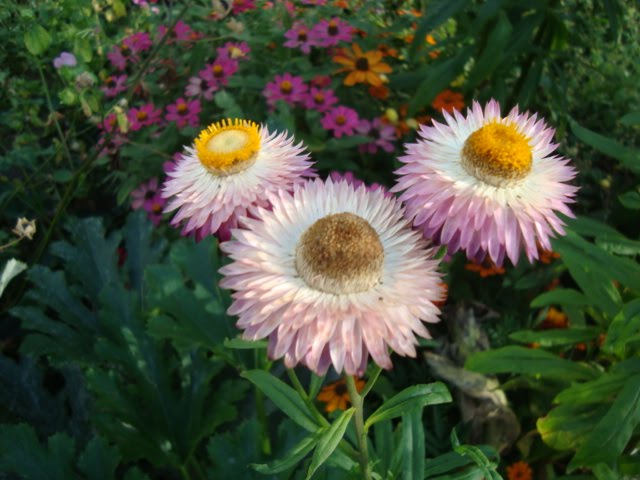 [Aug.29-30,2009-moning.hhnfels.flwrs1082.JPG]